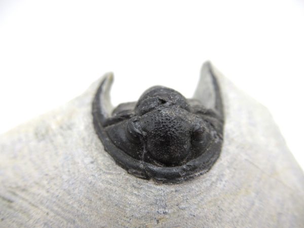 Trilobites for Sale - Cornuproetus #11 - Image 7