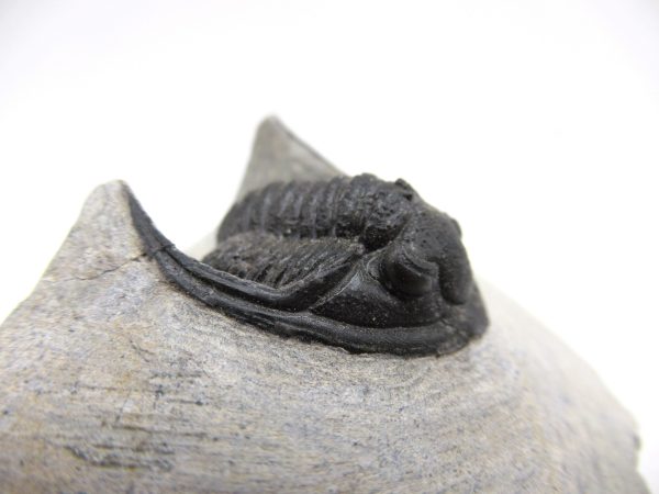 Trilobites for Sale - Cornuproetus #11 - Image 5