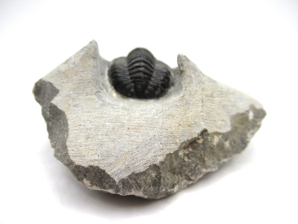 Trilobites for Sale - Cornuproetus #11 - Image 4