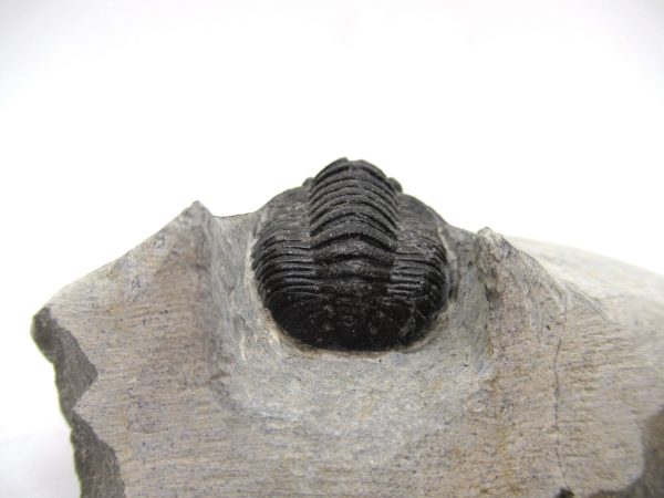 Trilobites for Sale - Cornuproetus #11 - Image 3