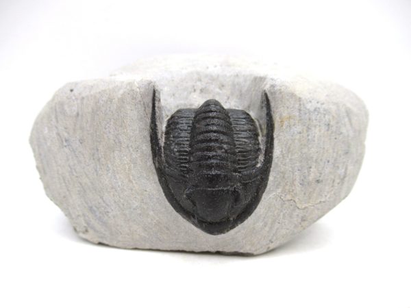 Trilobites for Sale - Cornuproetus #12