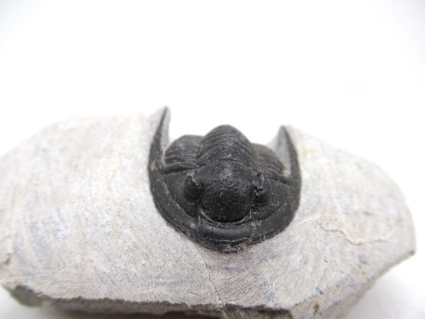 Trilobites for Sale - Cornuproetus #12 - Image 2