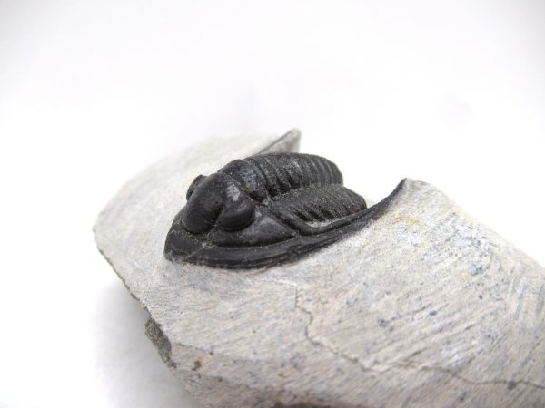 Trilobites for Sale - Cornuproetus #12 - Image 6