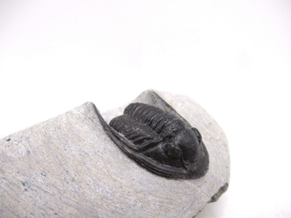 Trilobites for Sale - Cornuproetus #12 - Image 5