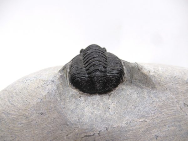 Trilobites for Sale - Cornuproetus #12 - Image 4