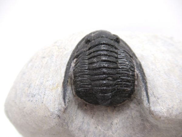 Trilobites for Sale - Cornuproetus #12 - Image 3
