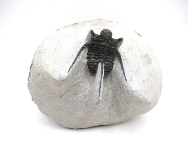 Genuine Devonian Age Otarion Trilobite from Morocco for Sale #10
