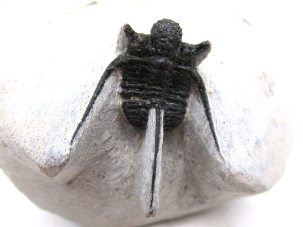 Genuine Devonian Age Otarion Trilobite from Morocco for Sale #10a