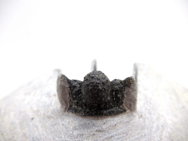 Genuine Devonian Age Otarion Trilobite from Morocco for Sale #10c