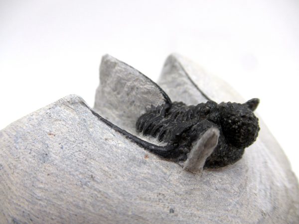 Genuine Devonian Age Otarion Trilobite from Morocco for Sale #10d