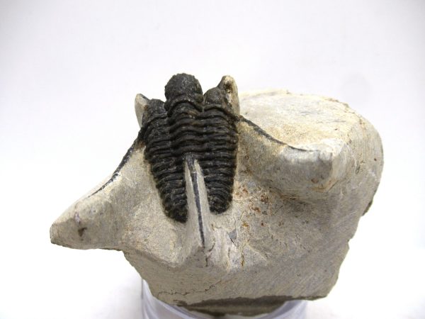 Genuine Devonian Age Otarion Trilobite from Morocco for Sale #11