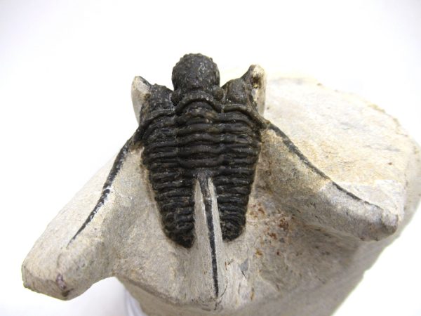 Genuine Devonian Age Otarion Trilobite from Morocco for Sale #11a