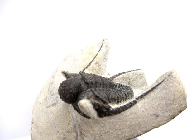 Genuine Devonian Age Otarion Trilobite from Morocco for Sale #11b