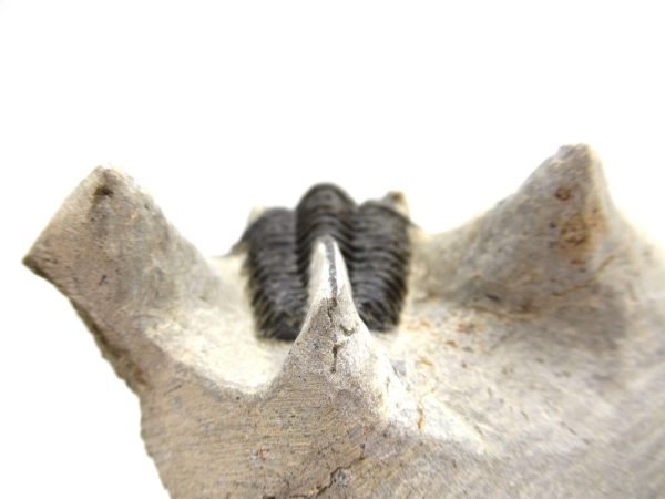 Genuine Devonian Age Otarion Trilobite from Morocco for Sale #11e