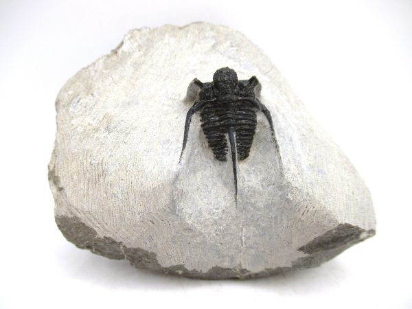 Genuine Devonian Age Otarion Trilobite from Morocco for Sale #9
