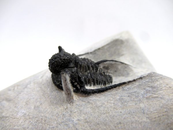 Genuine Devonian Age Otarion Trilobite from Morocco for Sale #9b