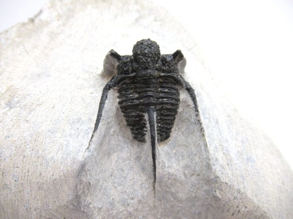 Genuine Devonian Age Otarion Trilobite from Morocco for Sale #9d