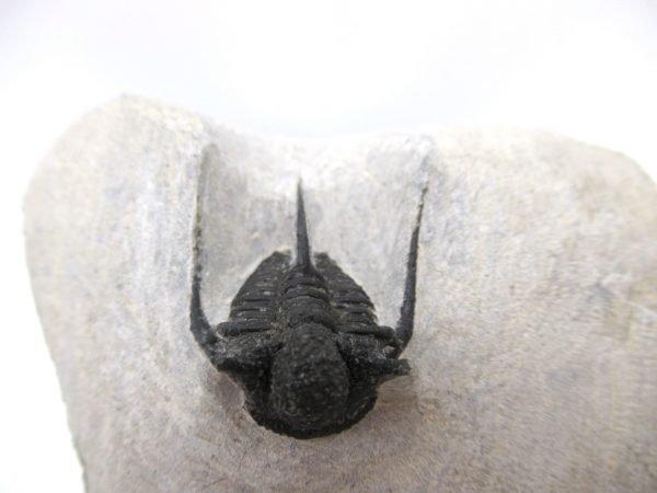 Genuine Devonian Age Otarion Trilobite from Morocco for Sale #9e