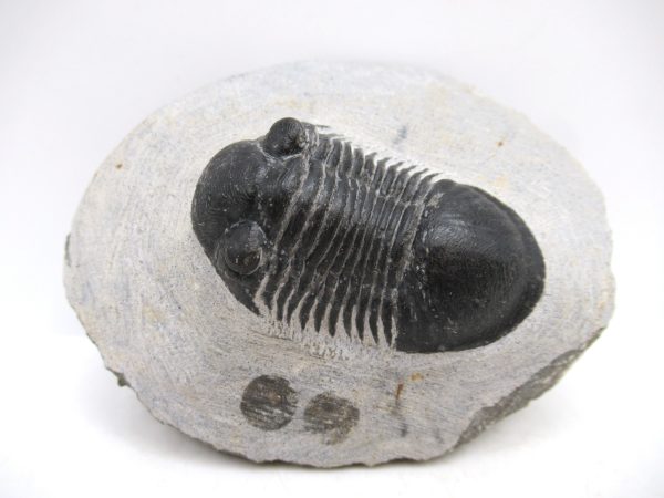 Trilobites for Sale - Paralajurus #15