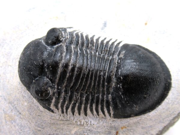 Trilobites for Sale - Paralajurus #15 - Image 2