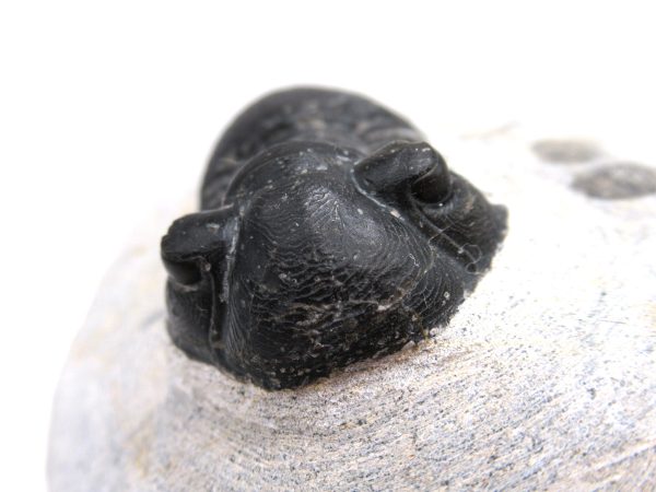 Trilobites for Sale - Paralajurus #15 - Image 6