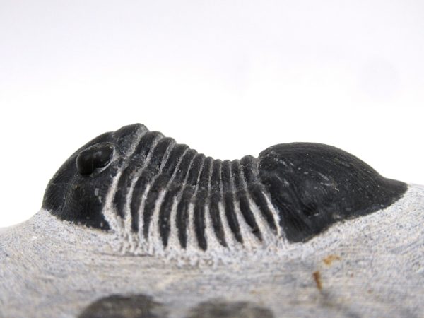 Trilobites for Sale - Paralajurus #15 - Image 5
