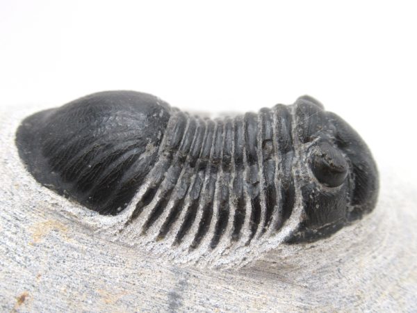 Trilobites for Sale - Paralajurus #15 - Image 4