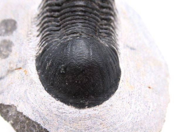 Trilobites for Sale - Paralajurus #15 - Image 3