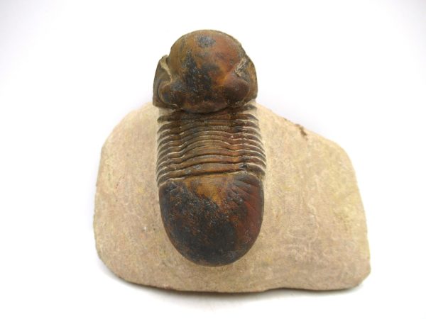 Genuine Devonian Age Paralajurus Trilobite from Morocco for Sale #16