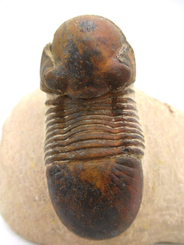 Genuine Devonian Age Paralajurus Trilobite from Morocco for Sale #16a