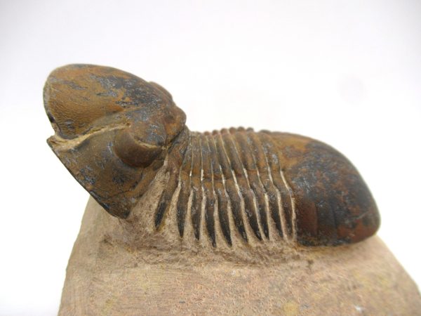Genuine Devonian Age Paralajurus Trilobite from Morocco for Sale #16b