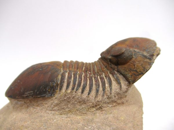 Genuine Devonian Age Paralajurus Trilobite from Morocco for Sale #16c
