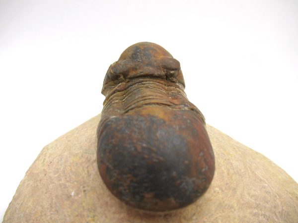 Genuine Devonian Age Paralajurus Trilobite from Morocco for Sale #16d