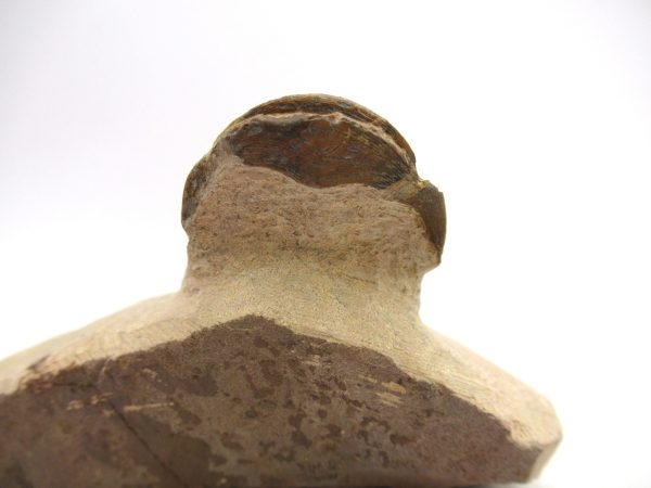 Genuine Devonian Age Paralajurus Trilobite from Morocco for Sale #16e