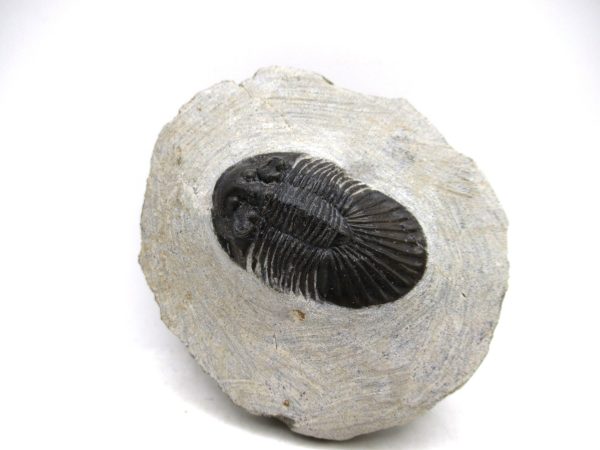 Trilobites for Sale - Scutellum #1