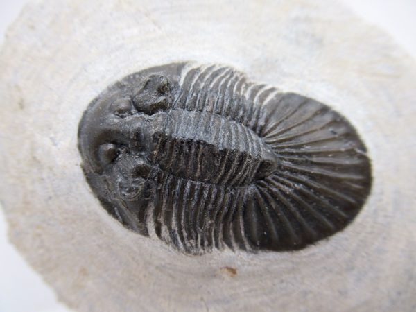Trilobites for Sale - Scutellum #1 - Image 2