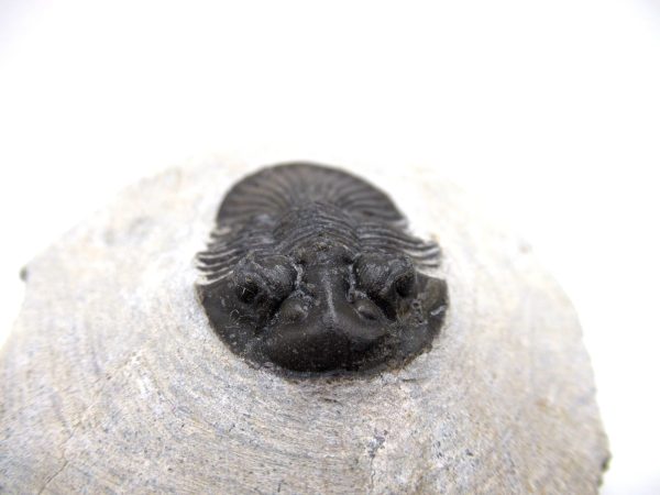Trilobites for Sale - Scutellum #1 - Image 6