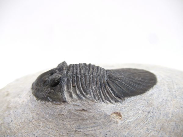 Trilobites for Sale - Scutellum #1 - Image 5