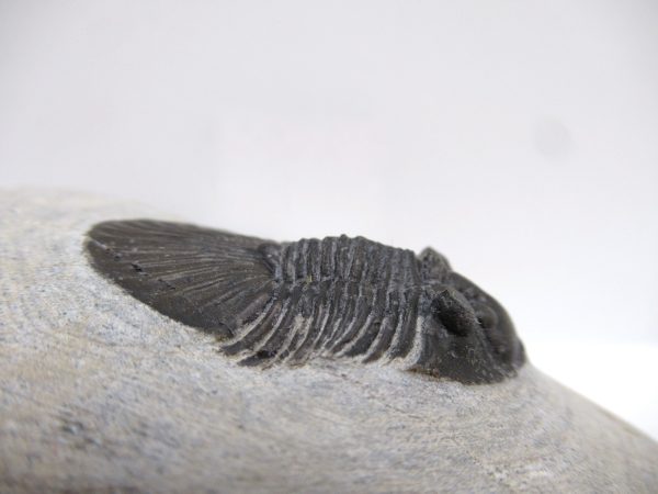 Trilobites for Sale - Scutellum #1 - Image 4