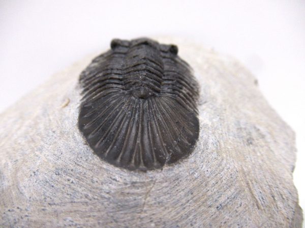 Trilobites for Sale - Scutellum #1 - Image 3