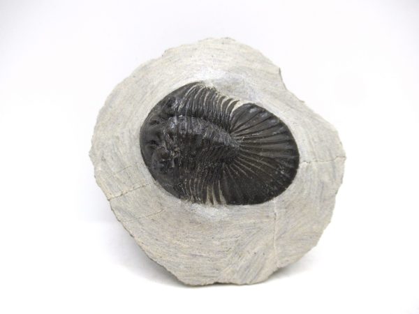 Trilobites for Sale - Scutellum #2