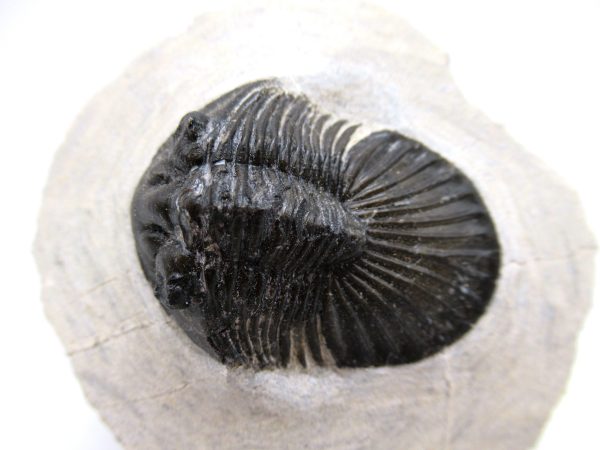 Trilobites for Sale - Scutellum #2 - Image 2