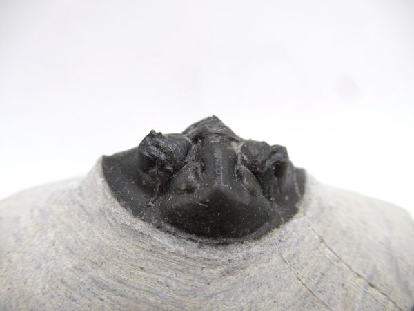 Trilobites for Sale - Scutellum #2 - Image 6