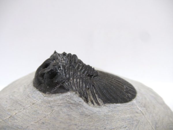 Trilobites for Sale - Scutellum #2 - Image 5
