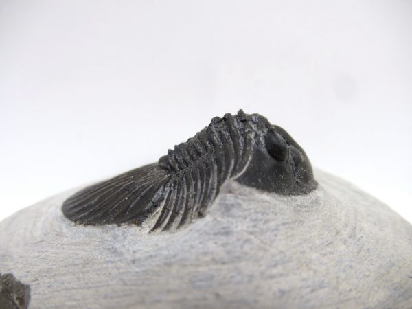 Trilobites for Sale - Scutellum #2 - Image 4