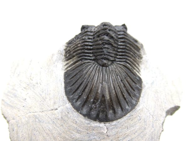 Trilobites for Sale - Scutellum #2 - Image 3