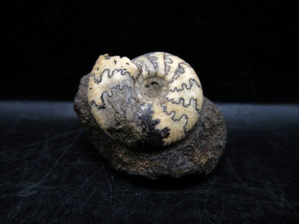 Craspedites Jurassic Russian Ammonite #5