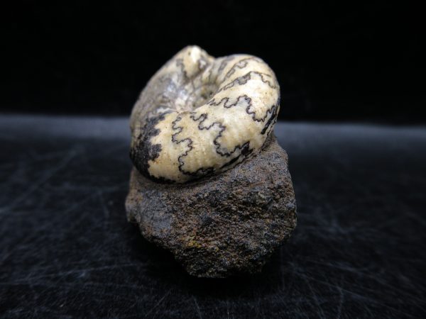 Craspedites Jurassic Russian Ammonite #5 - Image 2