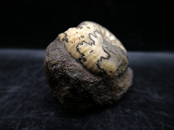 Craspedites Jurassic Russian Ammonite #5 - Image 4