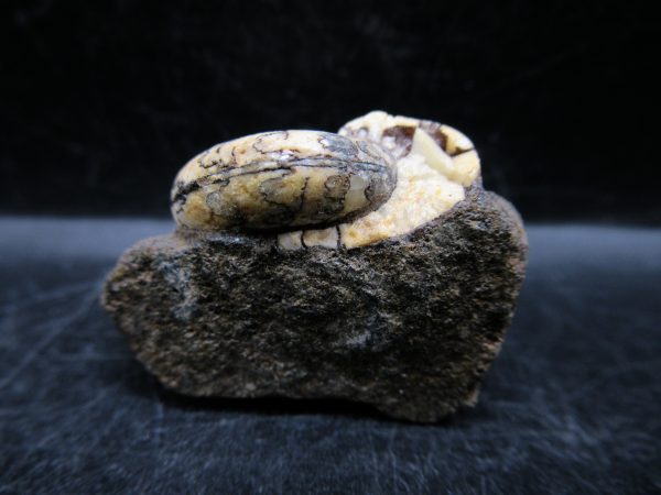 Craspedites Jurassic Russian Ammonite #5 - Image 3